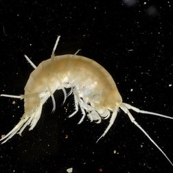 Nyphargus stygius (F. Tomasinelli) 