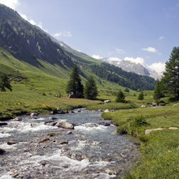 L'Ubayette tra le praterie nel vallone del Lauzanier a inizio estate (M.Ancely/PNM)
