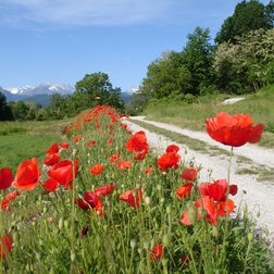Lungo il lato Stura del Parco (G. Bernardi)