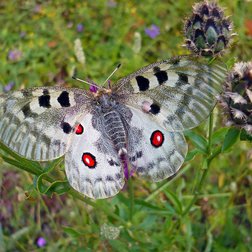 La farfalla Apollon (<em>Parnassius apollo</em>) (L. Malthieux/PNM) 