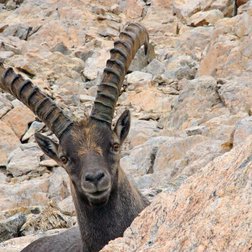 Lo stambecco delle alpi (<em>Capra ibex</em>) (F. Guigo/PNM) 