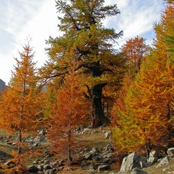 Larici giovani e vecchi (A. Turpaud/PNM)