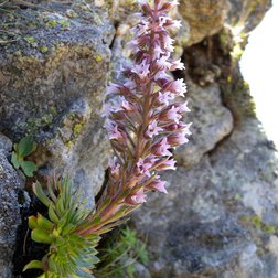 Saxifraga a fiori multipli (A. Turpaud/PNM)