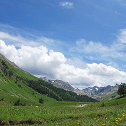 Les prairies du vallon du Lauzanier en début d'été.(E. Gastaud / PNM)