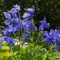Aquilegia alpina (A. Rivelli/PNAM)